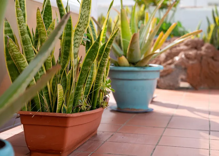 Drago * Икод-де-лос-Винос