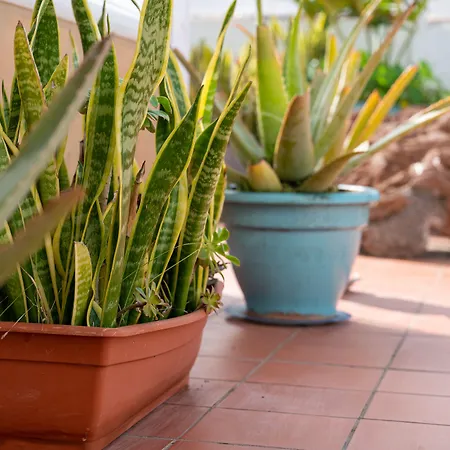 Drago * Icod De Los Vinos